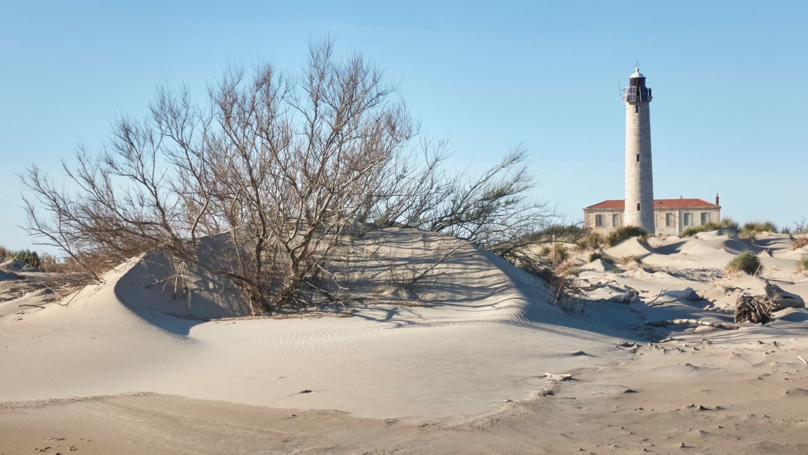 &nbsp;Une arbuste enchâssé dans une dune en croissant, avec le phare de Beauduc (hors service) en toile de fond.