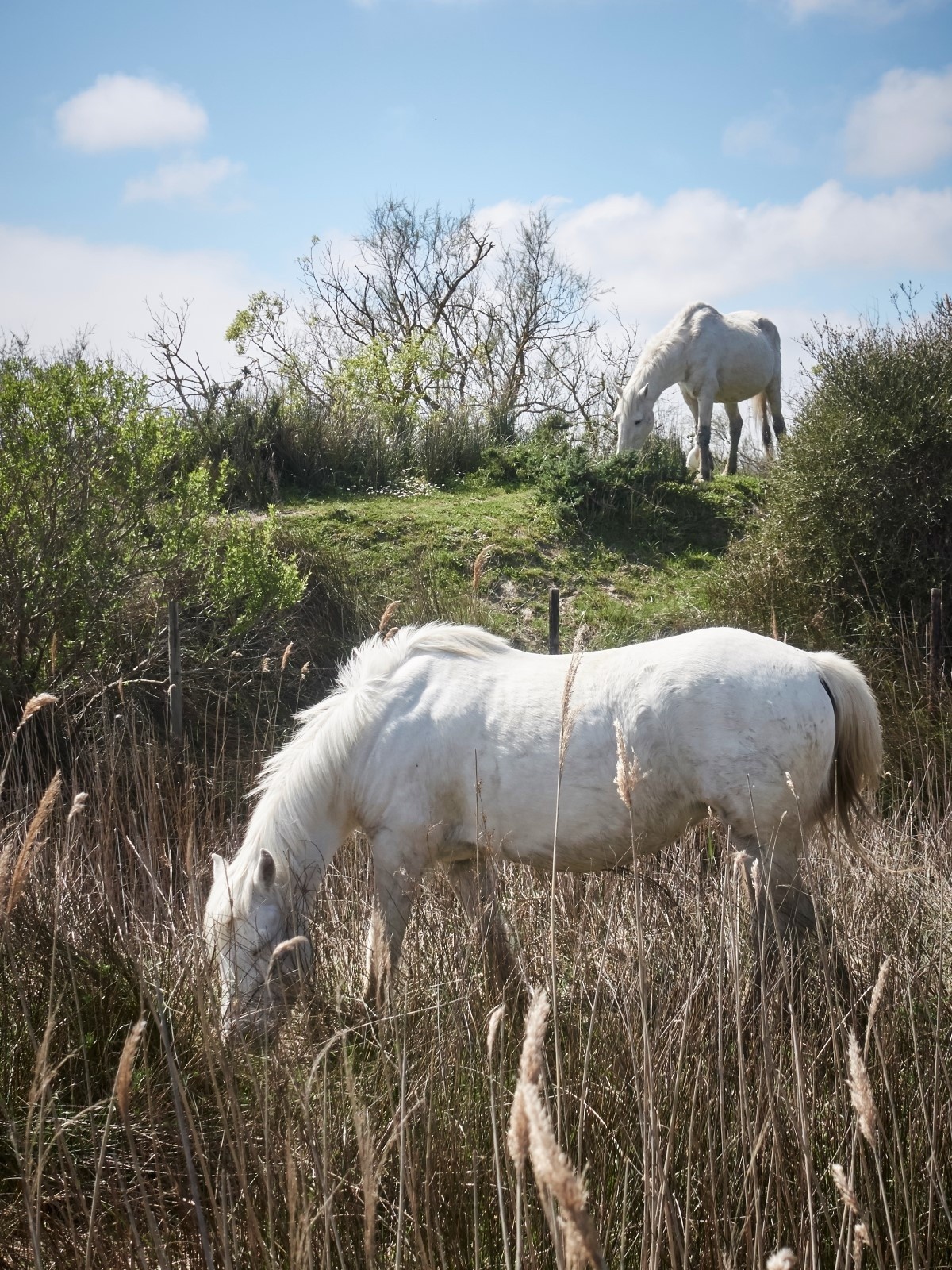 Le&nbsp;Camargue, &nbsp;race&nbsp;de petits&nbsp;chevaux de selle&nbsp;rustiques à la&nbsp;robe&nbsp;blanche-grise, est l’autre symbole de l’identité camarguaise
(avec les flamands roses)