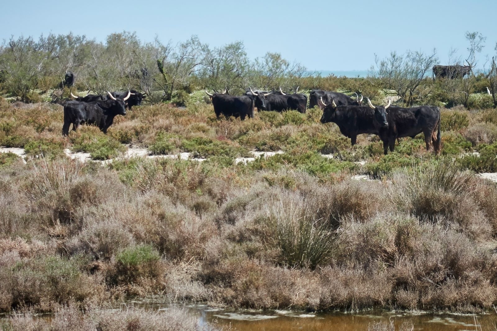 &nbsp;Une manade, troupeau de taureaux (sans son gardian).