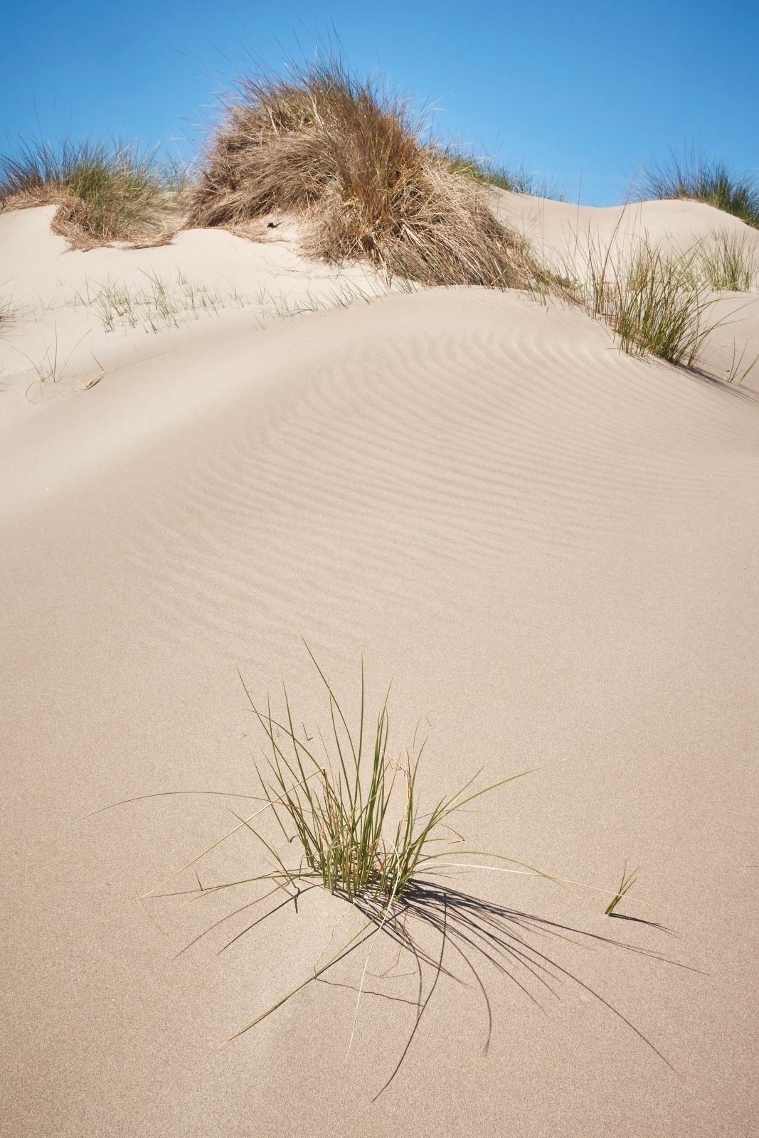 Le mistral de ces derniers jours semble avoir rendu vierge cette nature pourtant si impactée par l'humanité, dans ce secteur.