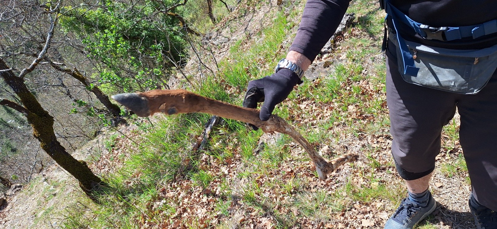 patte de chamois..Loup certainement.&nbsp;