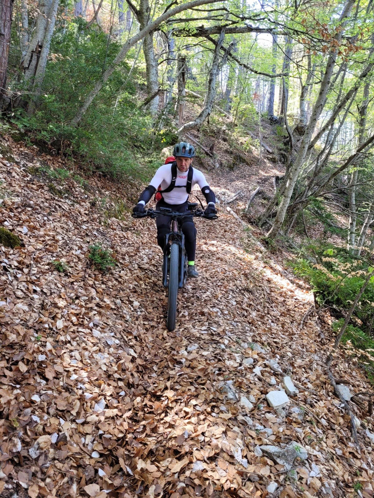 Des feuilles...Des feuilles...&nbsp;