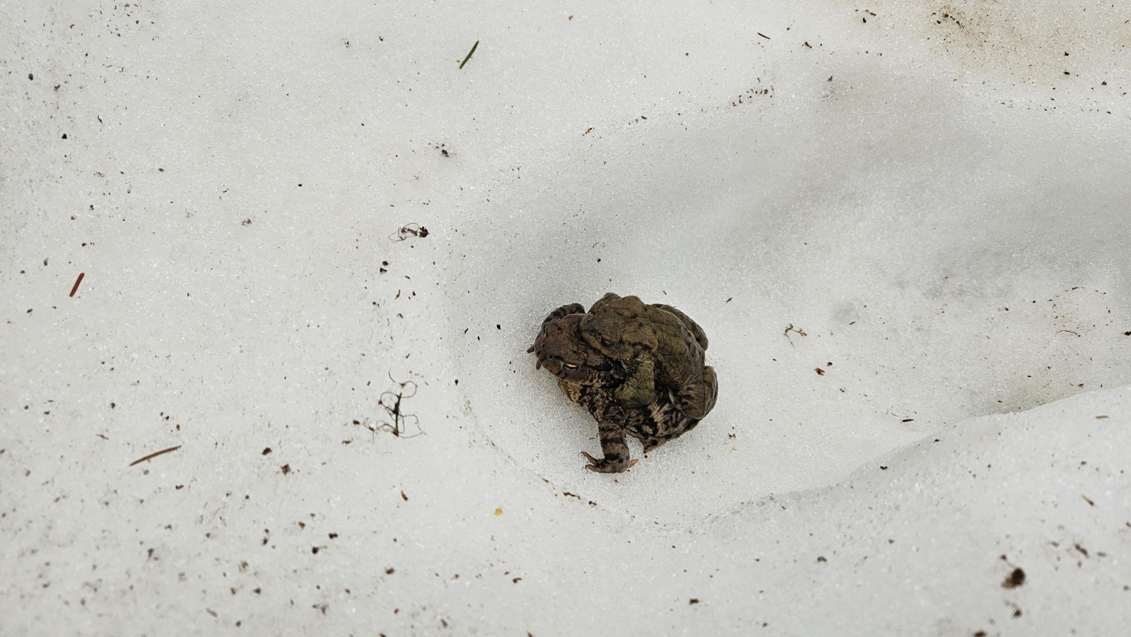 #2 Golo-golo dans la neige. Golo-golo dans la neige.