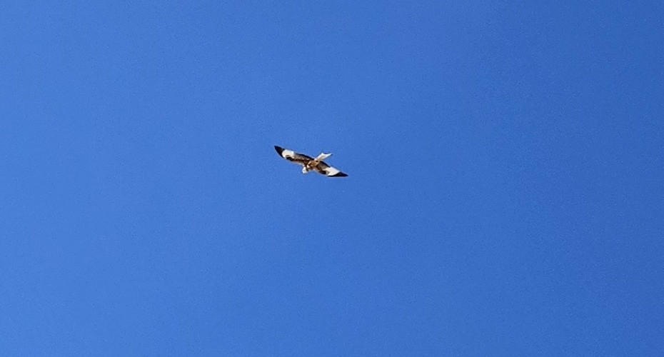 Il m’a pris pour un os.