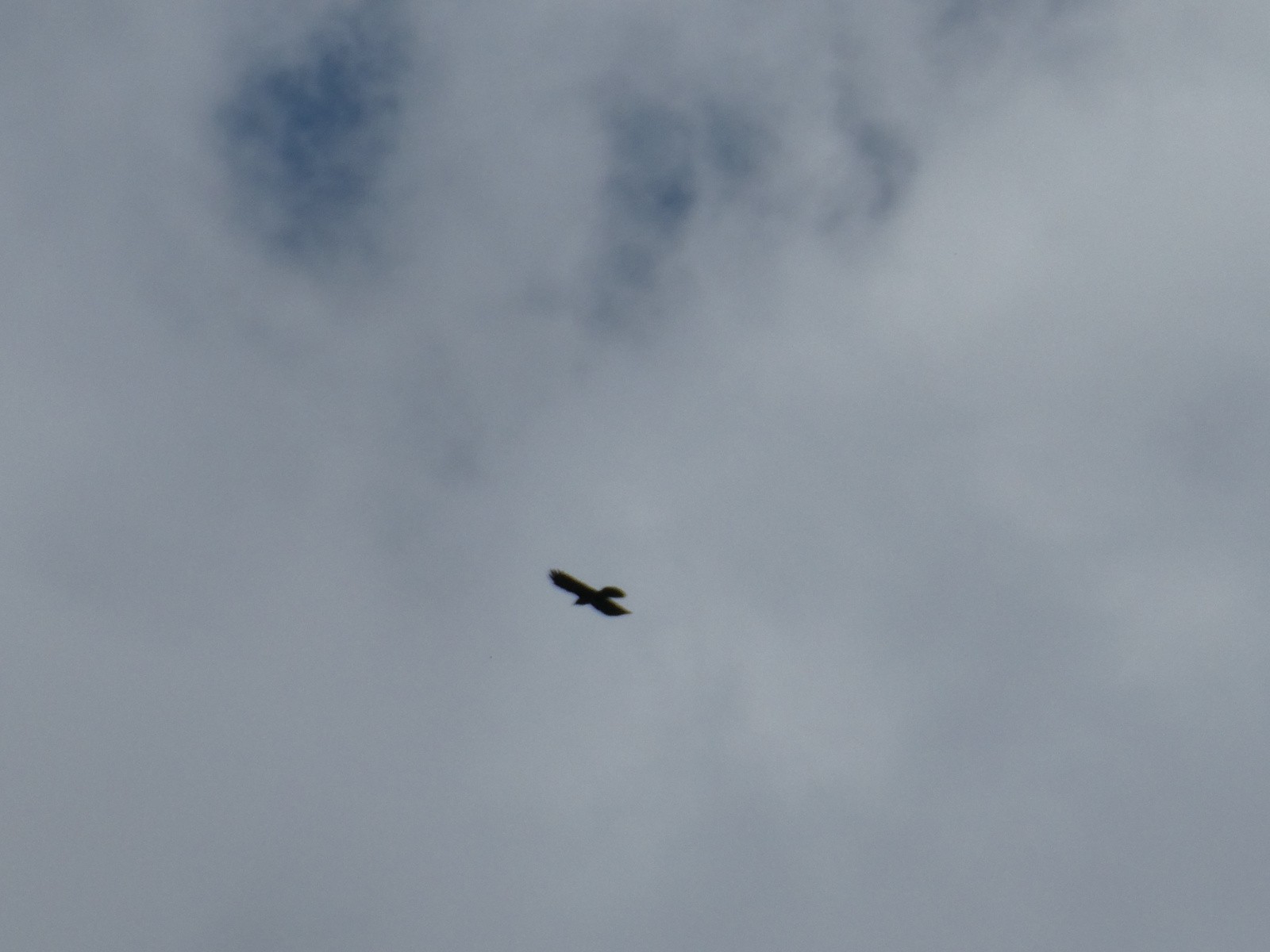 #9 Il y en avait 3, aigle? Il y en avait 3, aigle?