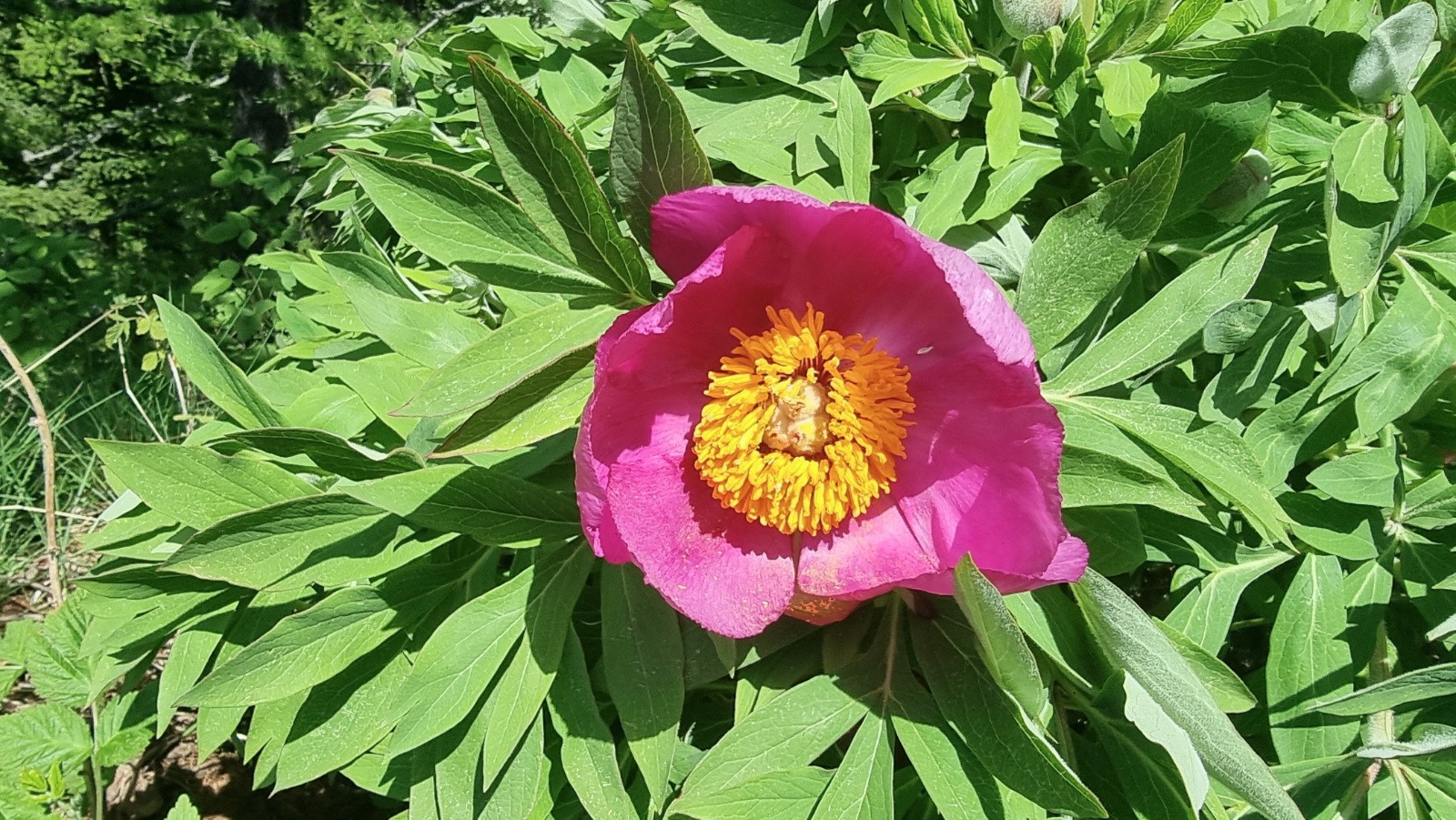 #11 Pivoine sauvage (pas d Pivoine sauvage (pas d'odeur hélas)