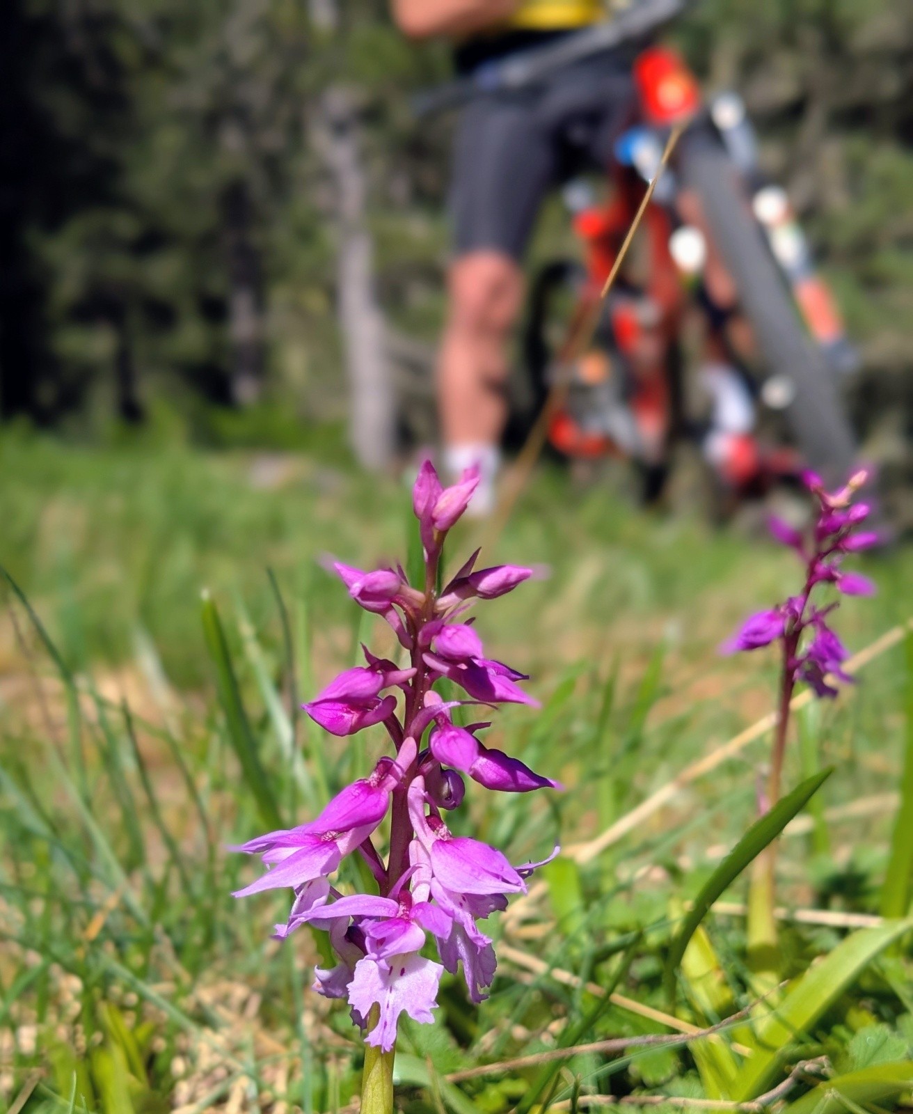 #14 orchis orchis