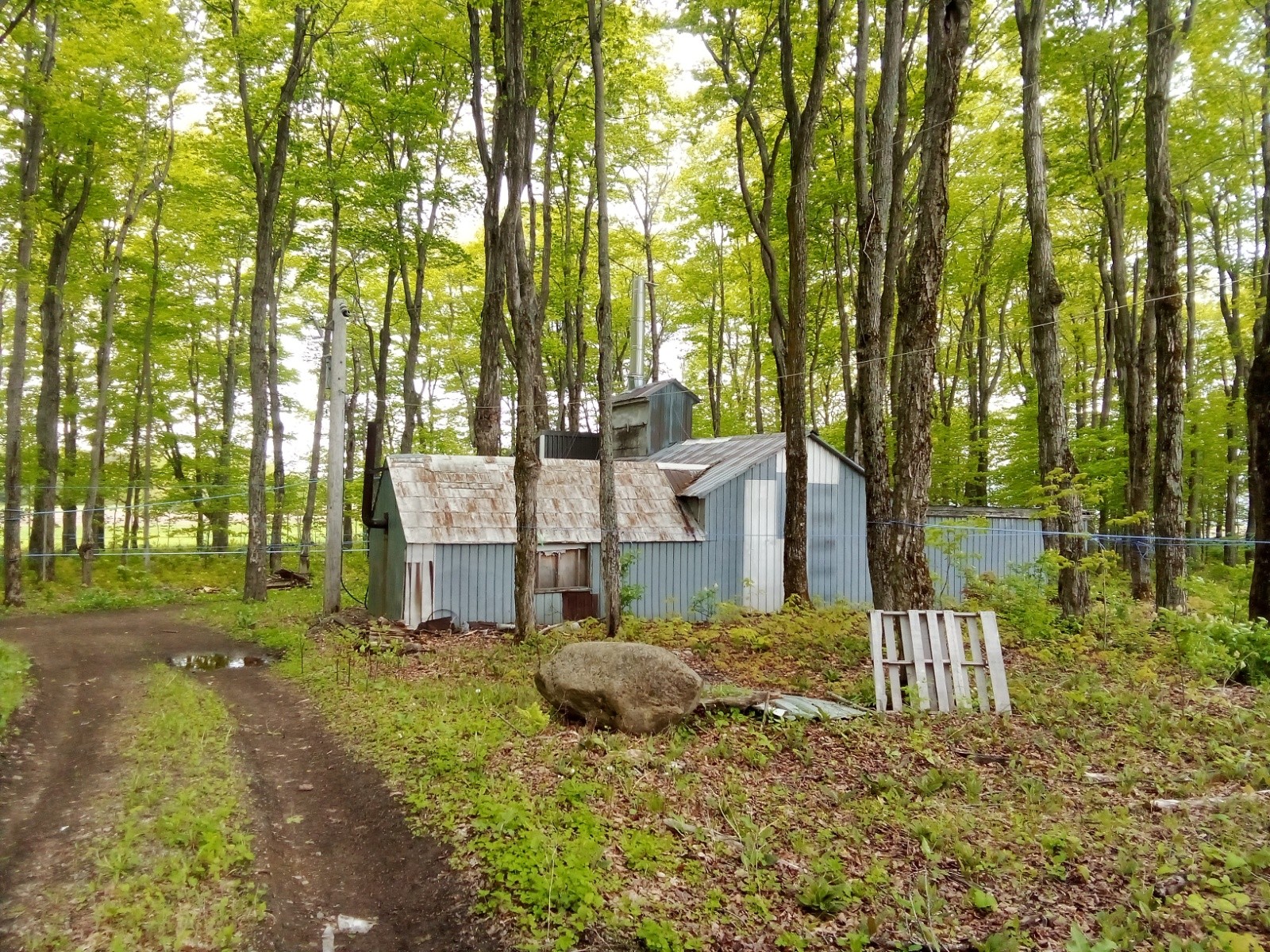 Cabane à sucre&nbsp;