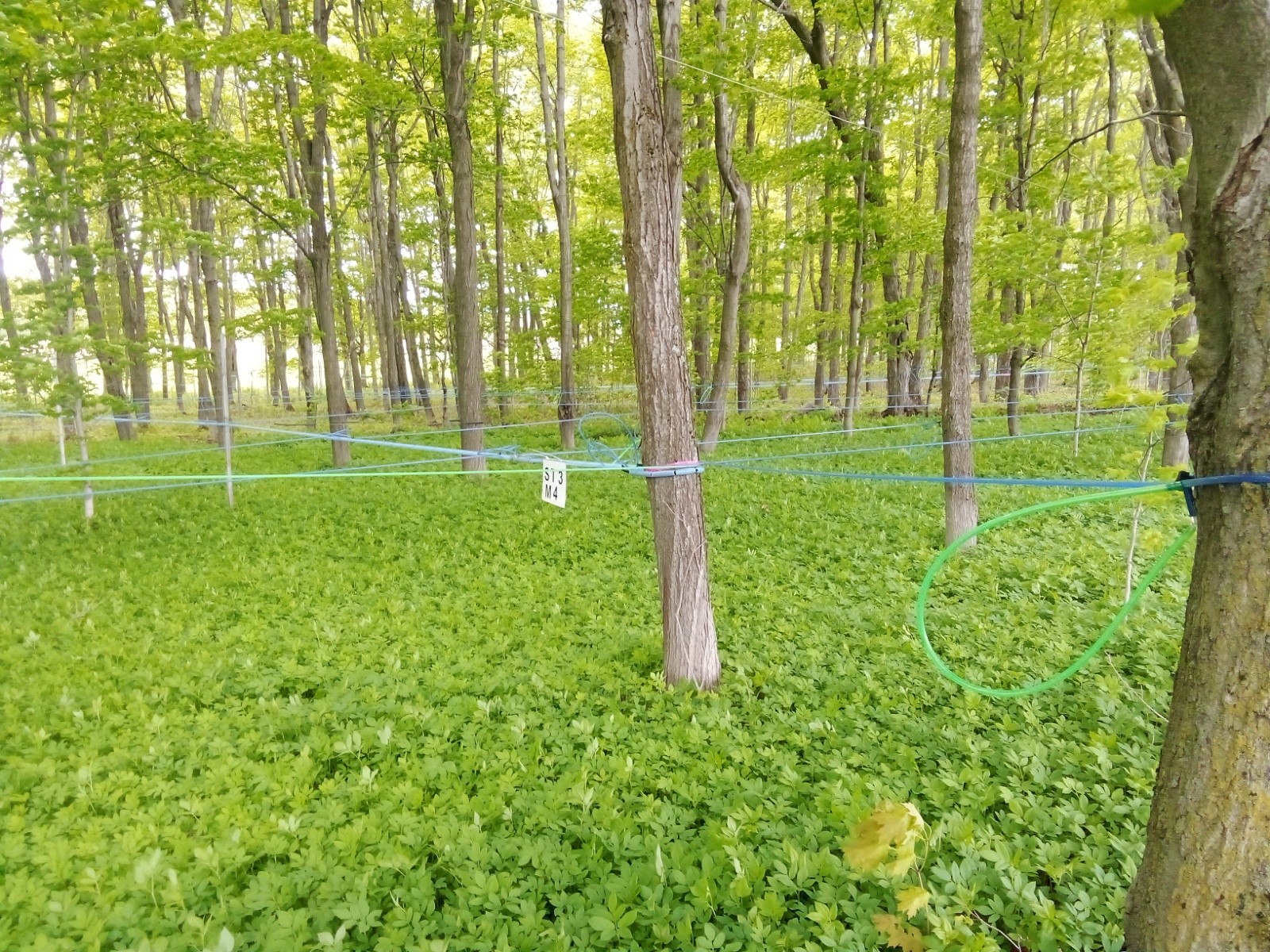 Réseau de tuyaux pour le sirop&nbsp;