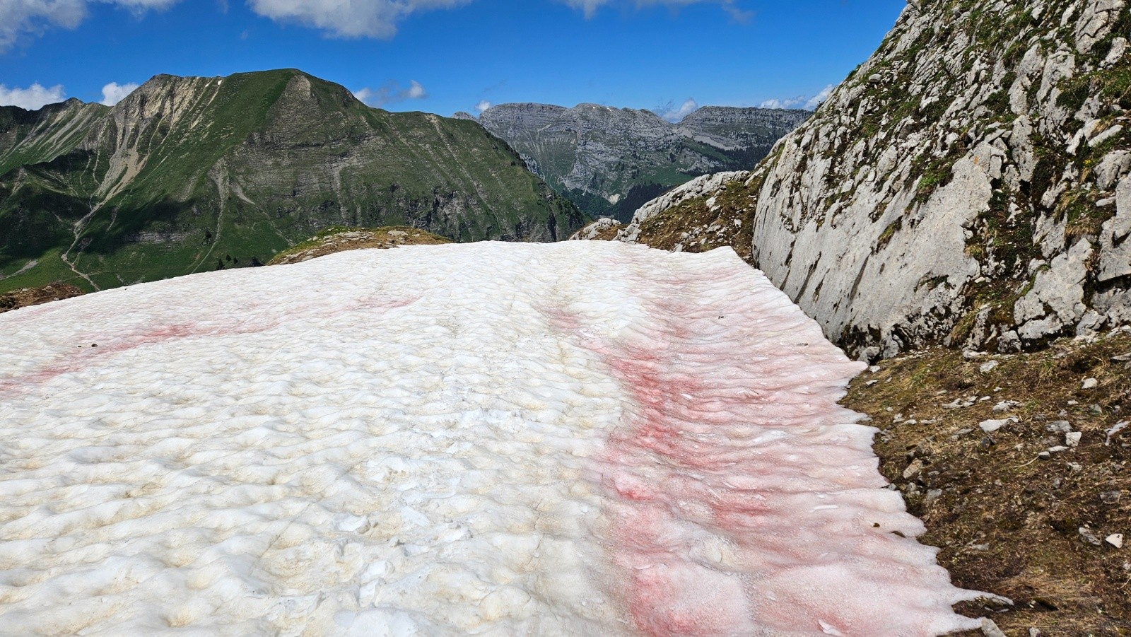 #14 Microalgue, sang des glaciers. Microalgue, sang des glaciers.