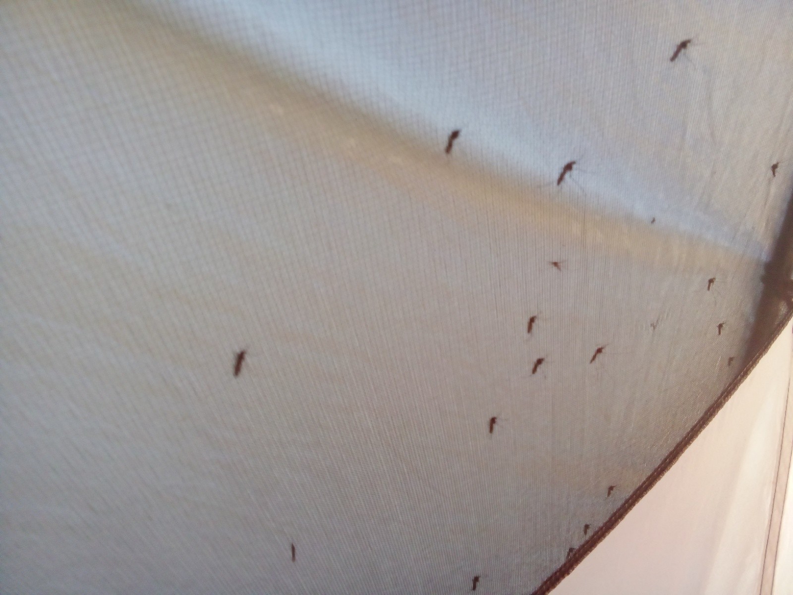 #27 Moustiquaire vitale ! Moustiquaire vitale !
