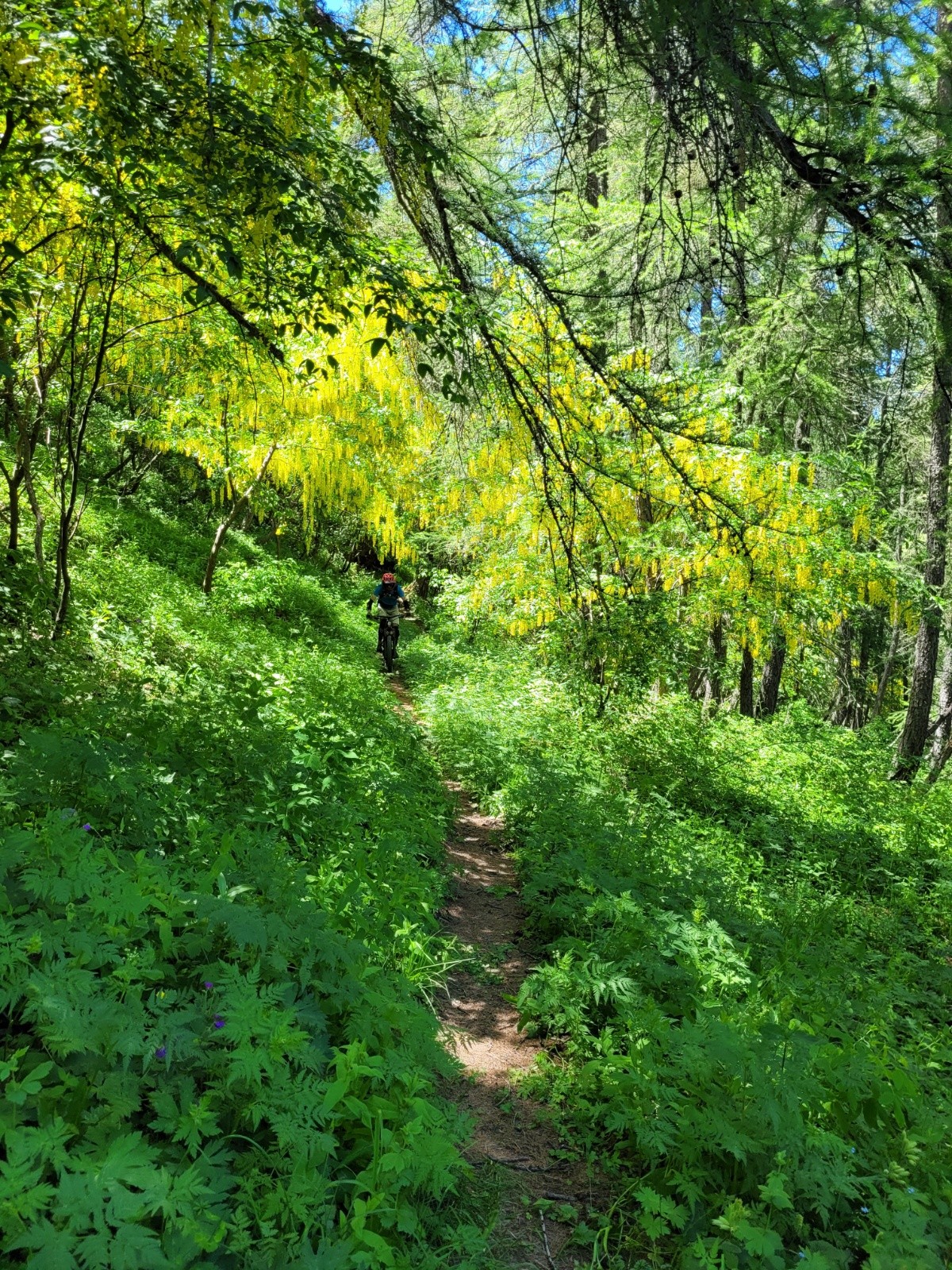 #20 Sentier magnifique Sentier magnifique