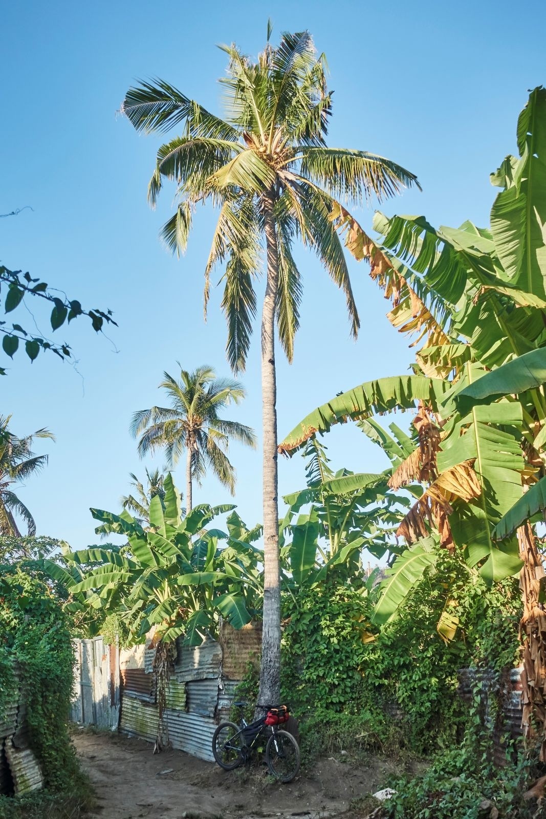 #12 Sous les cocotiers des bangas Sous les cocotiers des bangas