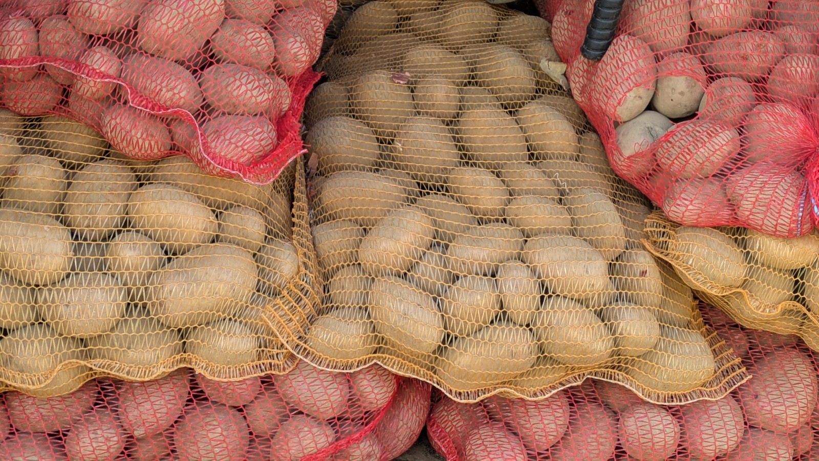 #13 cent patates cent patates