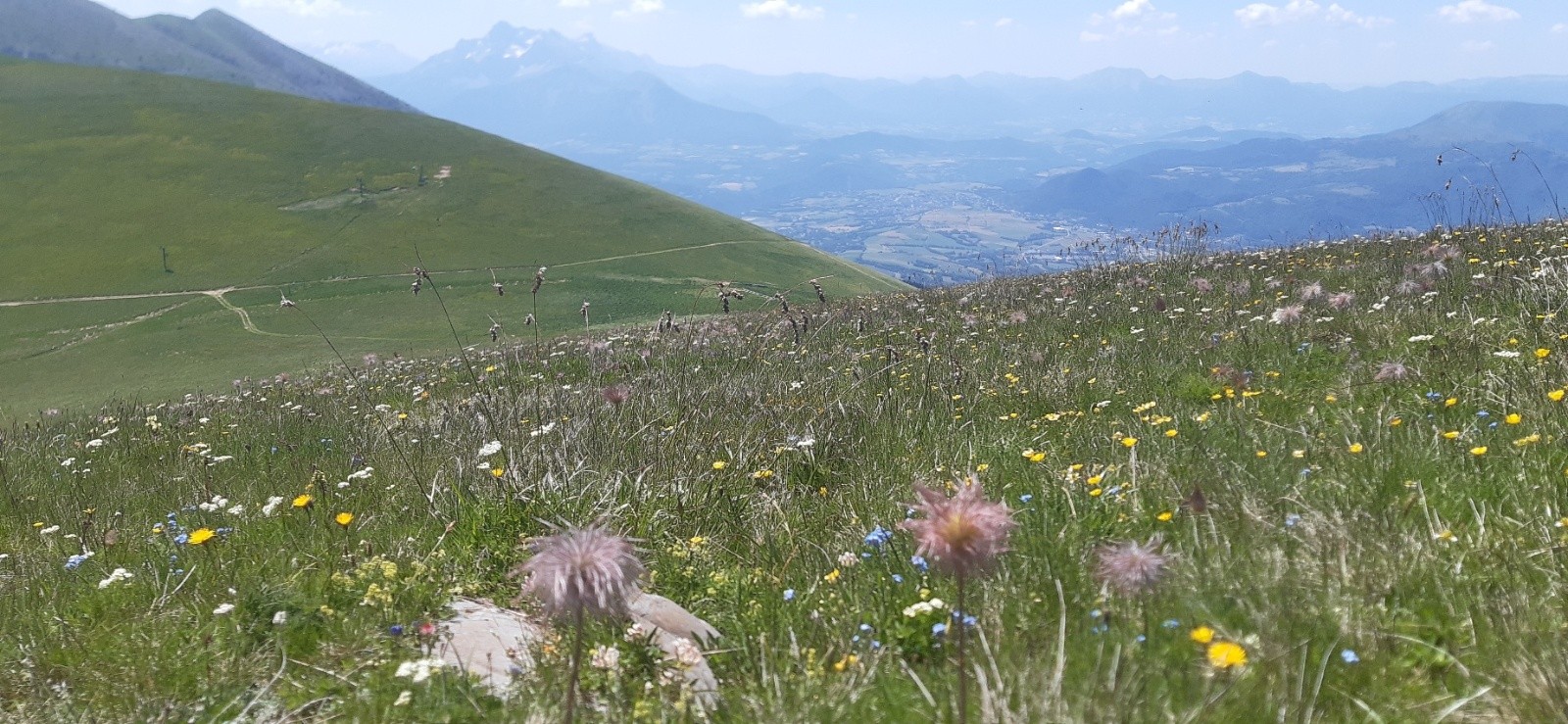 #5 Montagne encore fleurie Montagne encore fleurie
