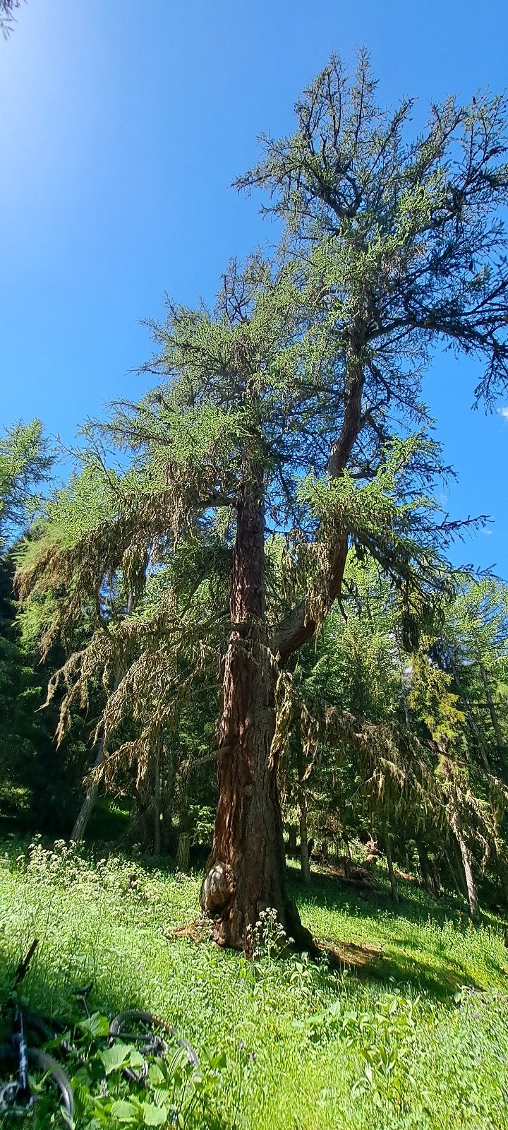 &nbsp;Le Gros Mélèze