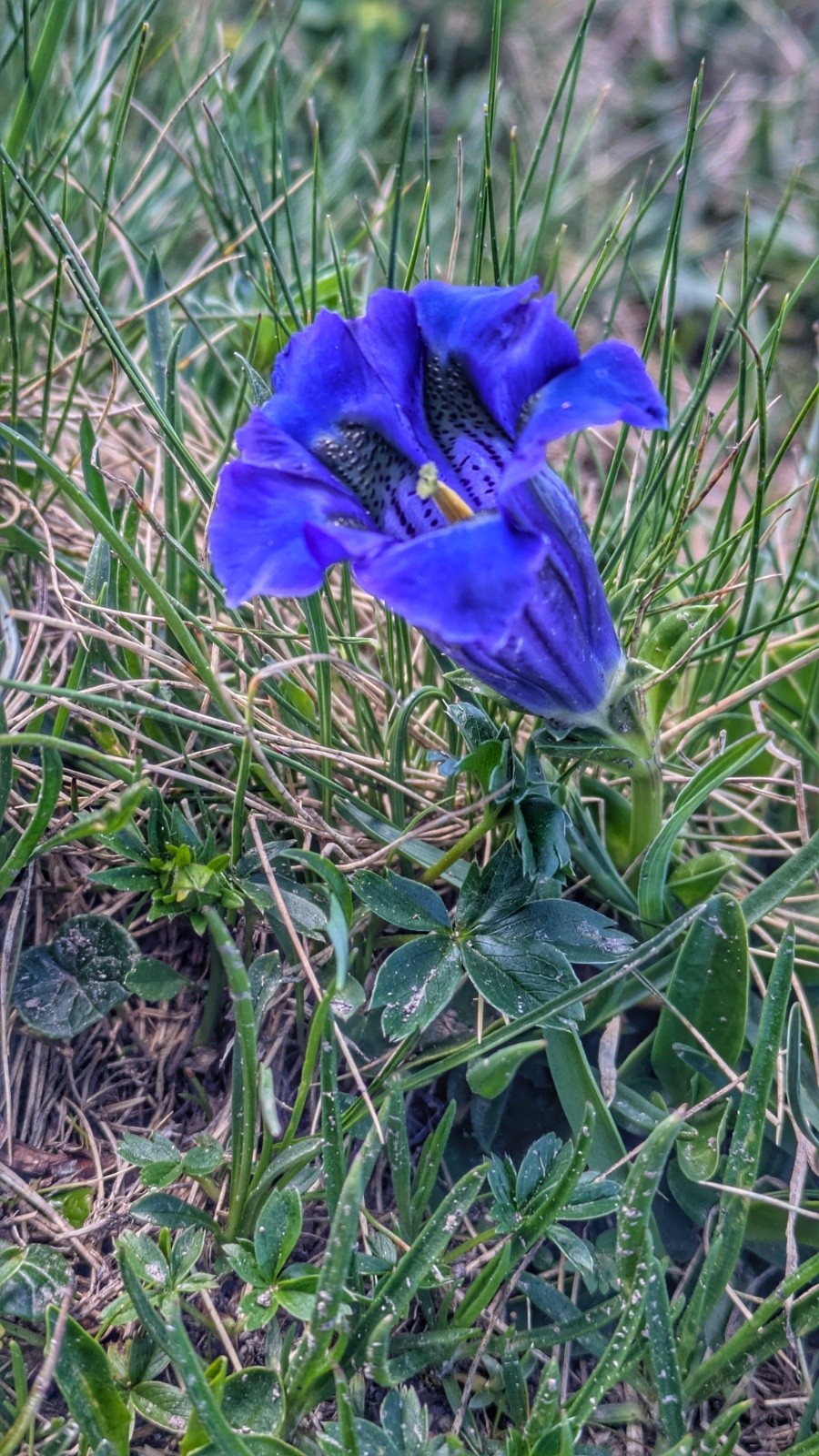 #11 bleu-et ? bleu-et ?