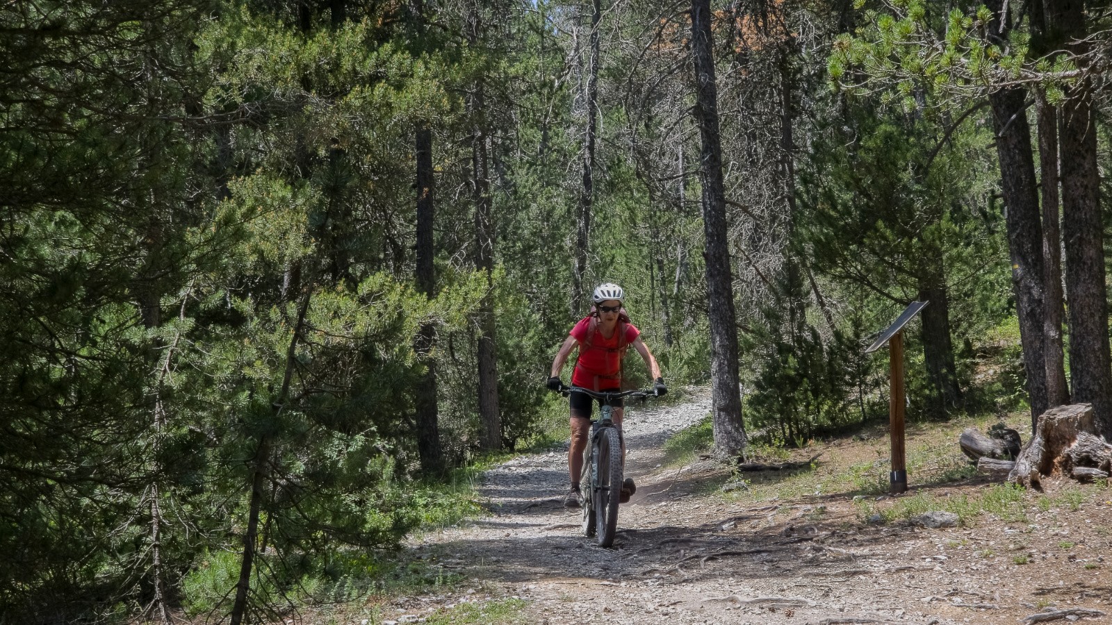 La pinède dans la partie aval de la Vallée Etroite&nbsp;