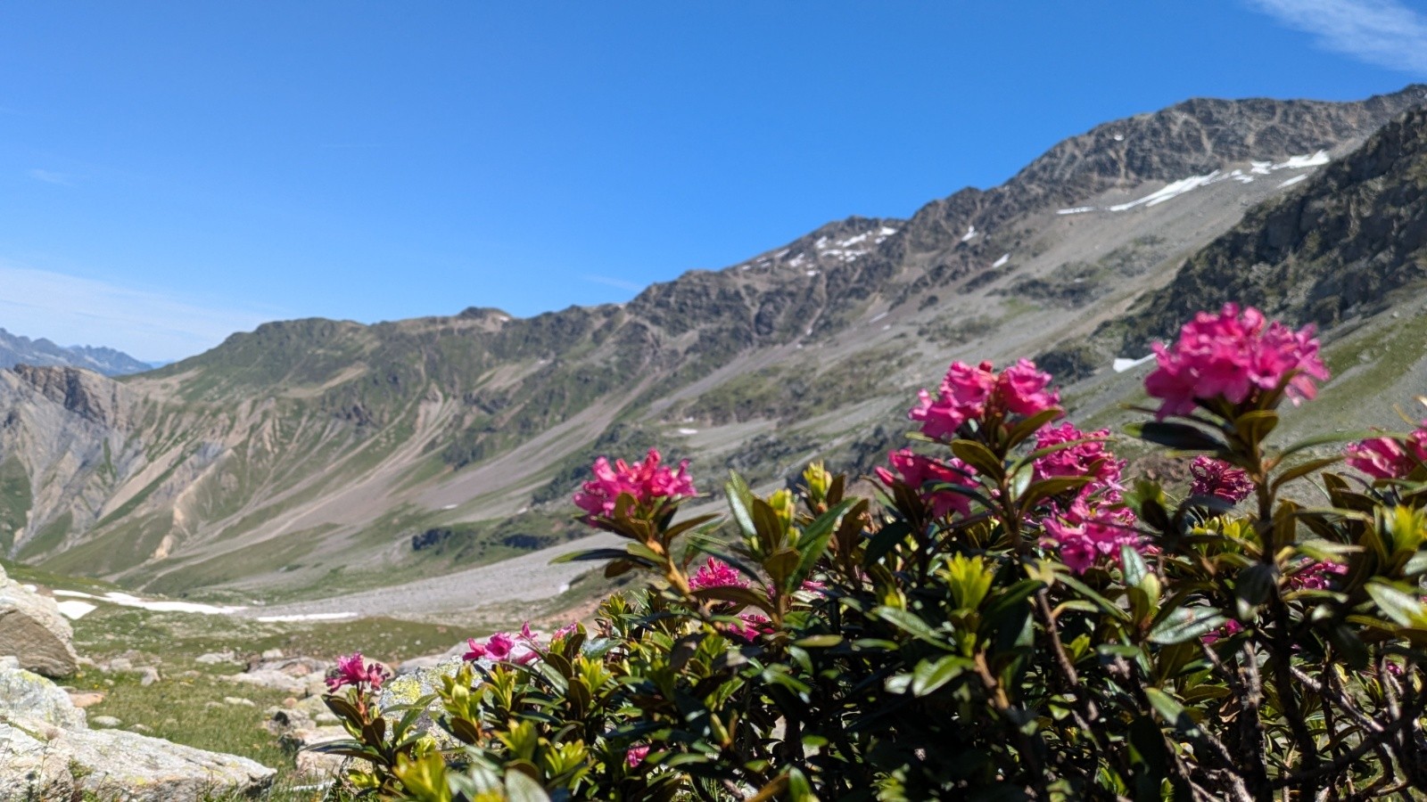 #16 mes 1ers rhododendrons mes 1ers rhododendrons