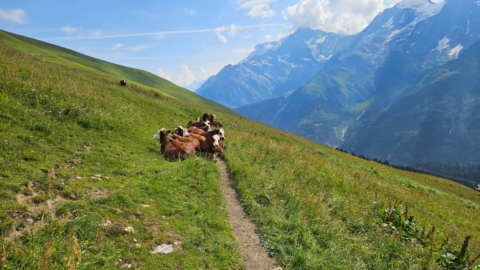 #2 Les Marguerites sont en pose vers l’abreuvoir. Les Marguerites sont en pose vers l’abreuvoir.