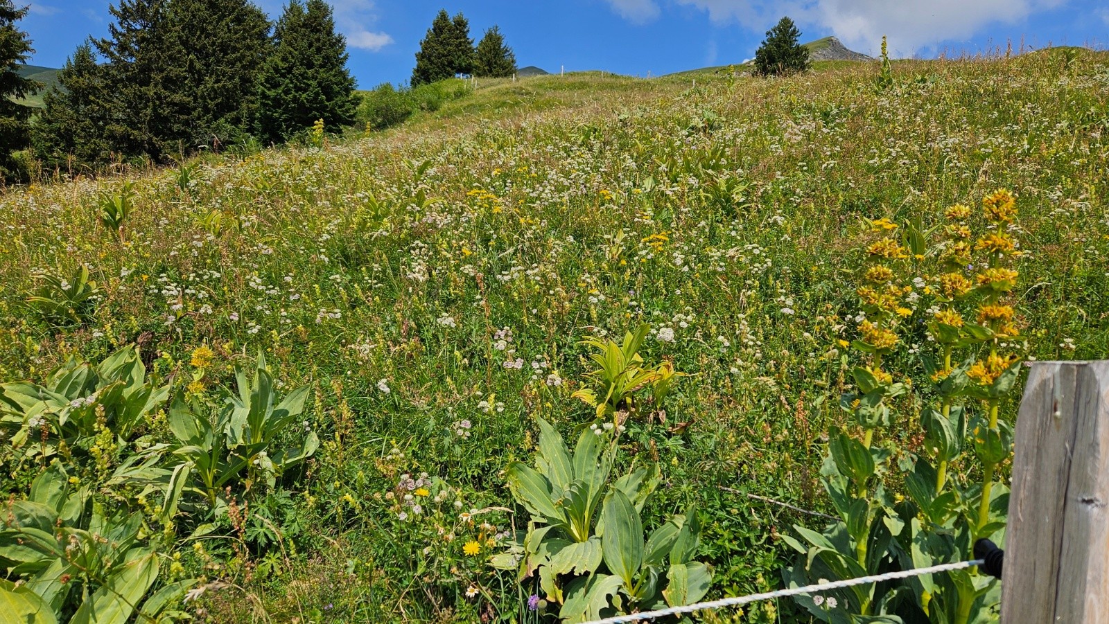 #8 Malgré la chaleur les fleurs ont sorti leurs jolies robes. Malgré la chaleur les fleurs ont sorti leurs jolies robes.