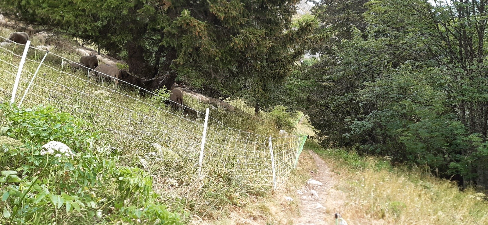 #3 Début descente un troupeau, zut! Début descente un troupeau, zut!