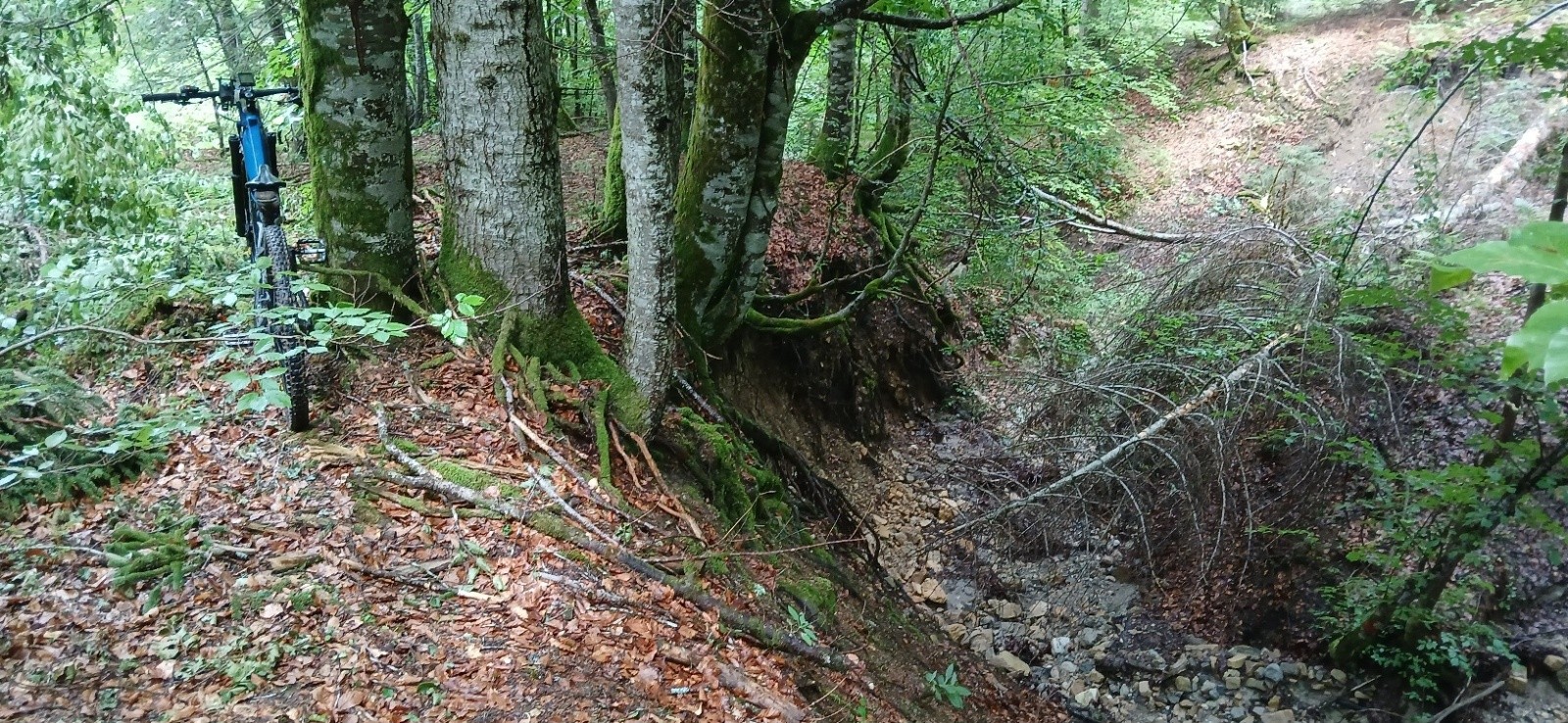 #5 Entre coupé de bois et ravin on choisi la forêt Entre coupé de bois et ravin on choisi la forêt
