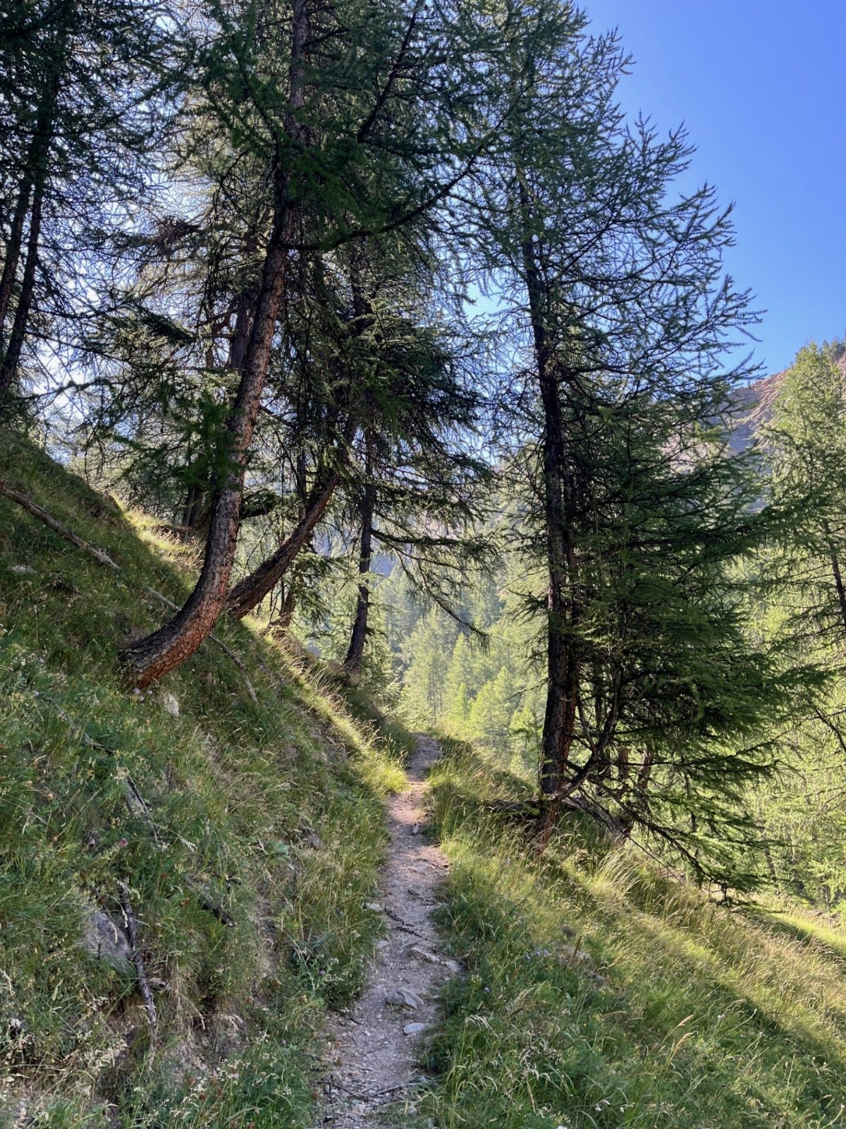 &nbsp;Sentier dans les mélèzes