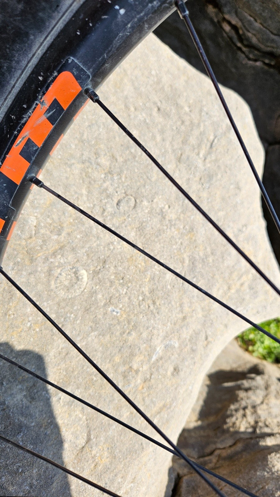 Fossile, il y a 40 millions d’années c’était une plage avec
aucun parasol.
