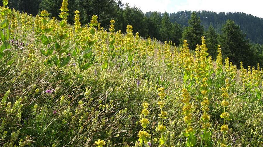 #24 Des champs : de Gentianes jaunes Des champs : de Gentianes jaunes