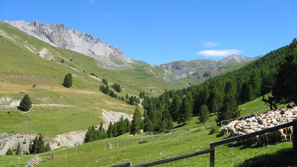 #3 Les moutons : sont parqués, et les patous étaient sages.. Les moutons : sont parqués, et les patous étaient sages..