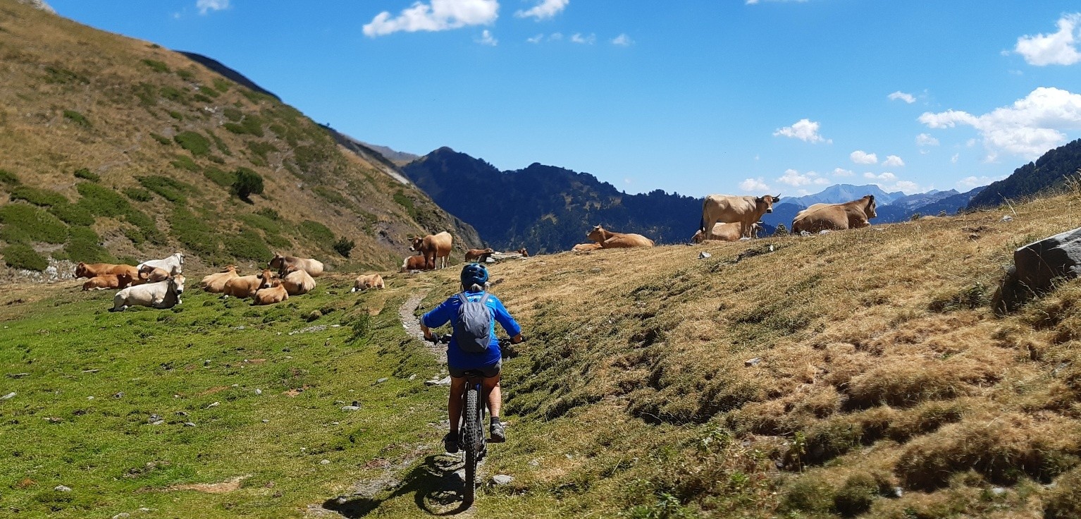 #8 Des obstacles tous les 10m, ici des vaches. Des obstacles tous les 10m, ici des vaches.