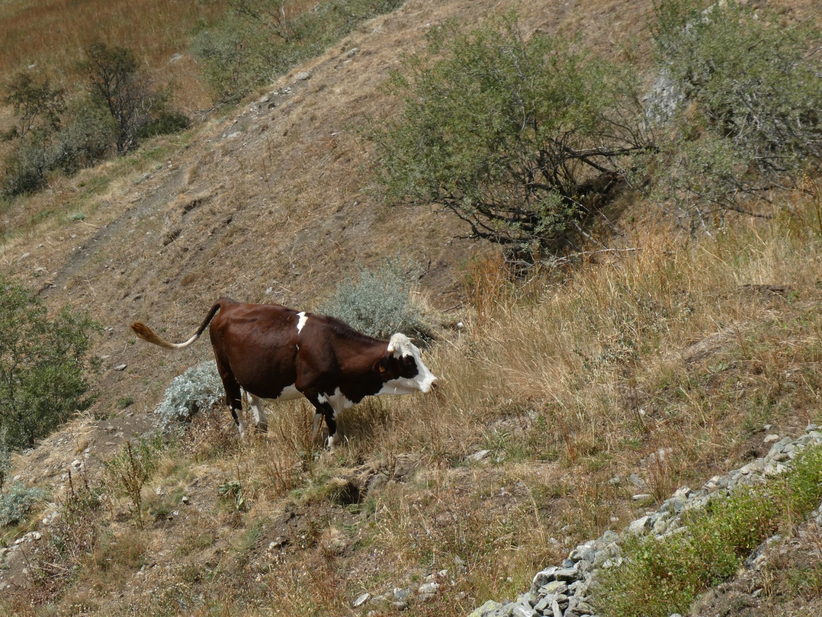 #8 Sur le sentier rive D Sur le sentier rive D