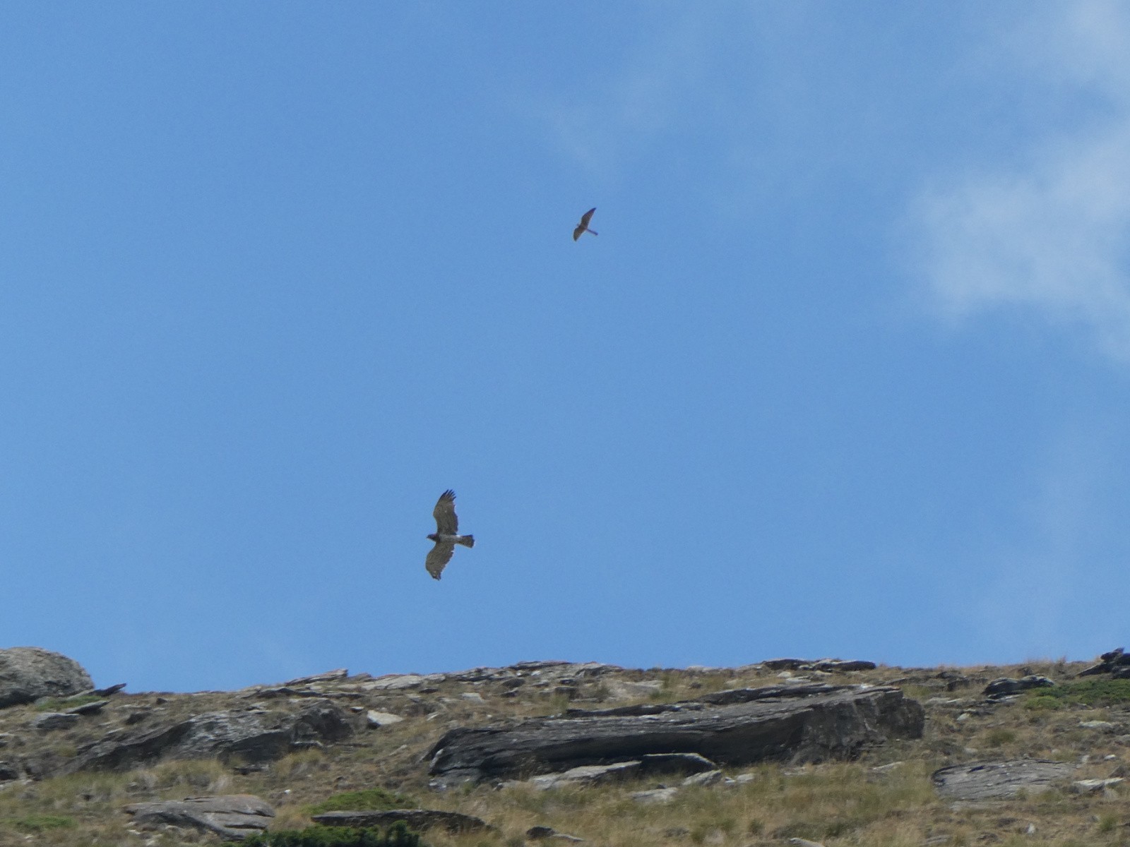 #7 L L'aigle et un faucon