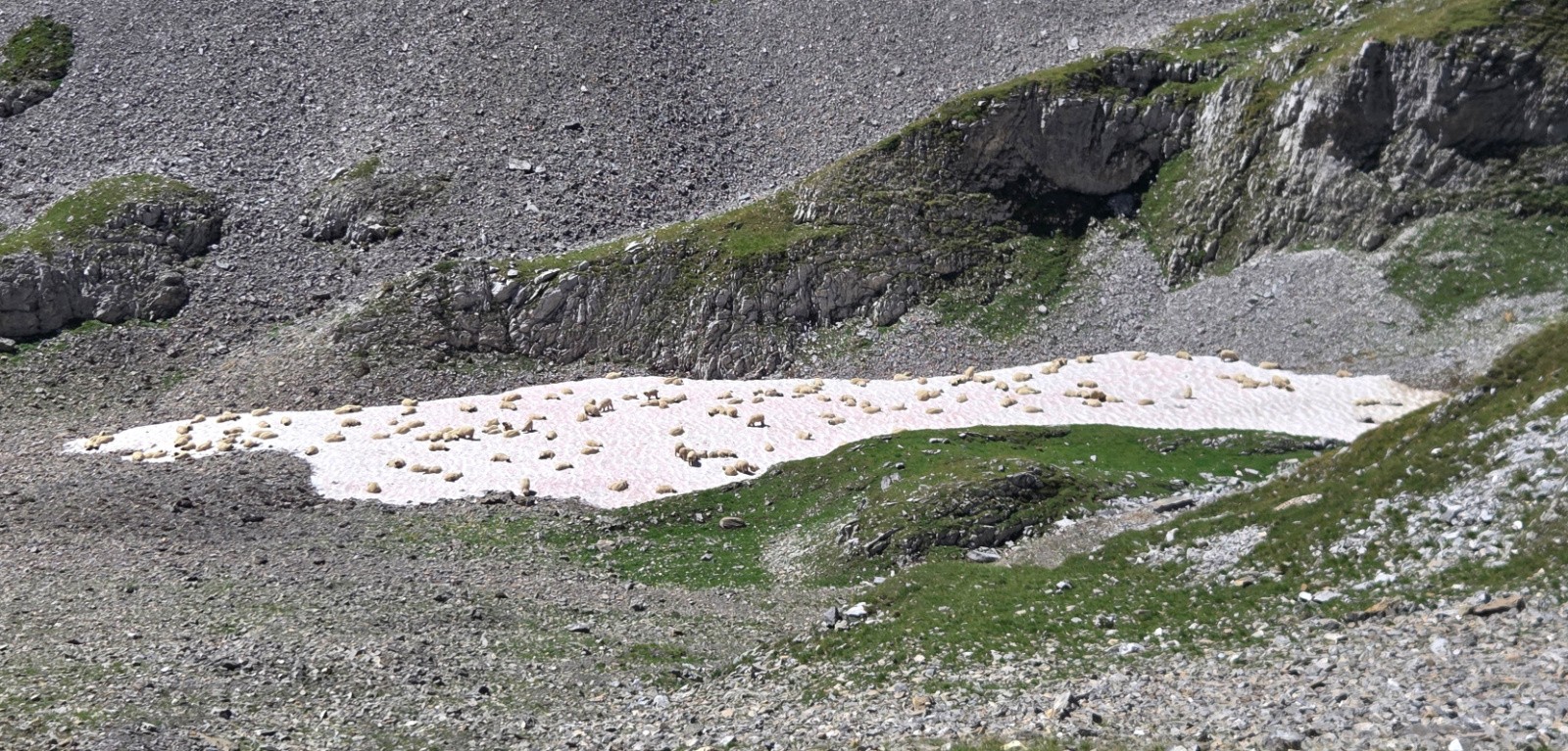 #5 Moutons en quête de fraicheur Moutons en quête de fraicheur