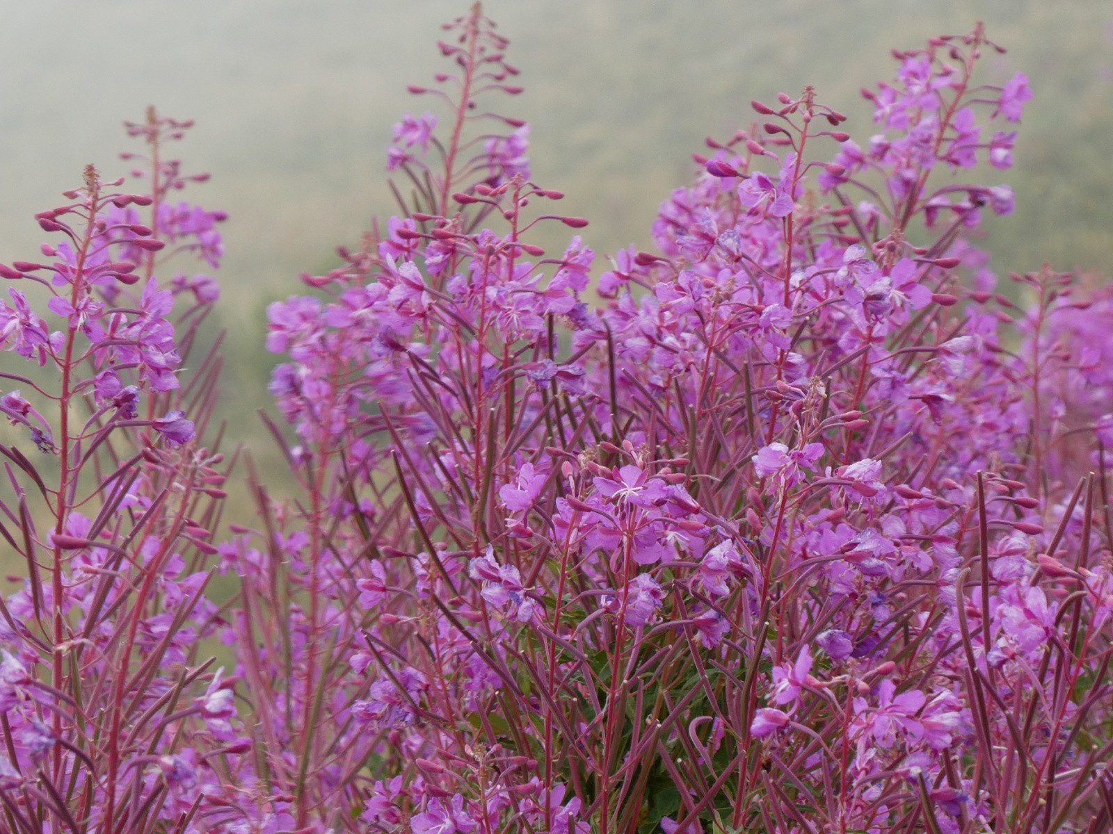 Épilobes encore en fleur
