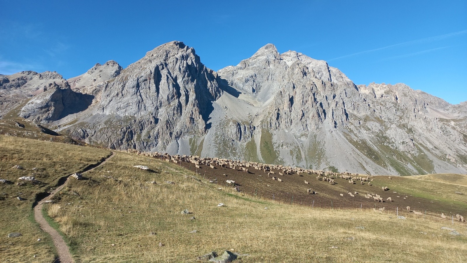 #37 Une vie de mouton, brouter de l Une vie de mouton, brouter de l'herbe sous l'oeil du Grand Galibier