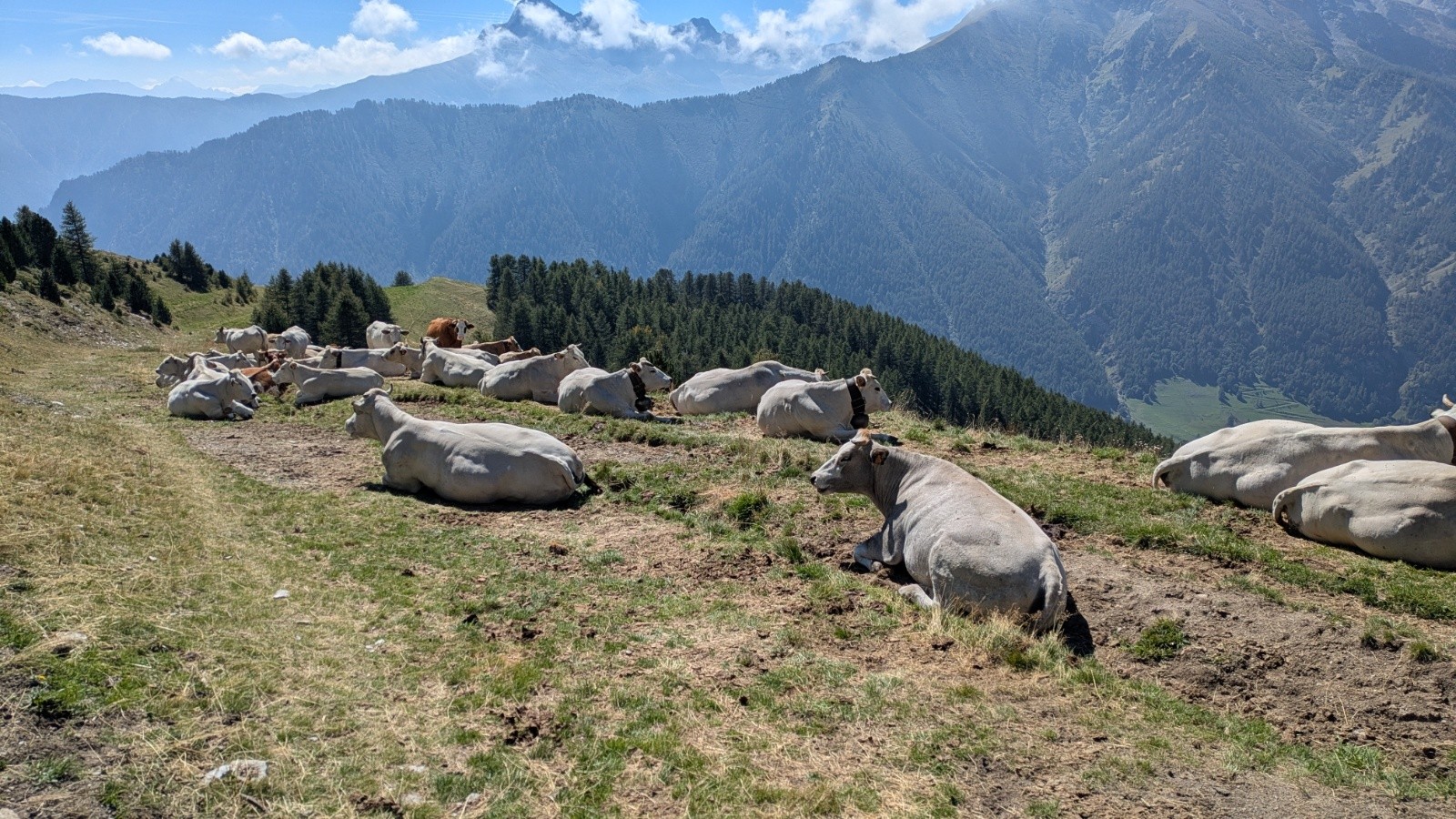 #22 vaches corses vaches corses