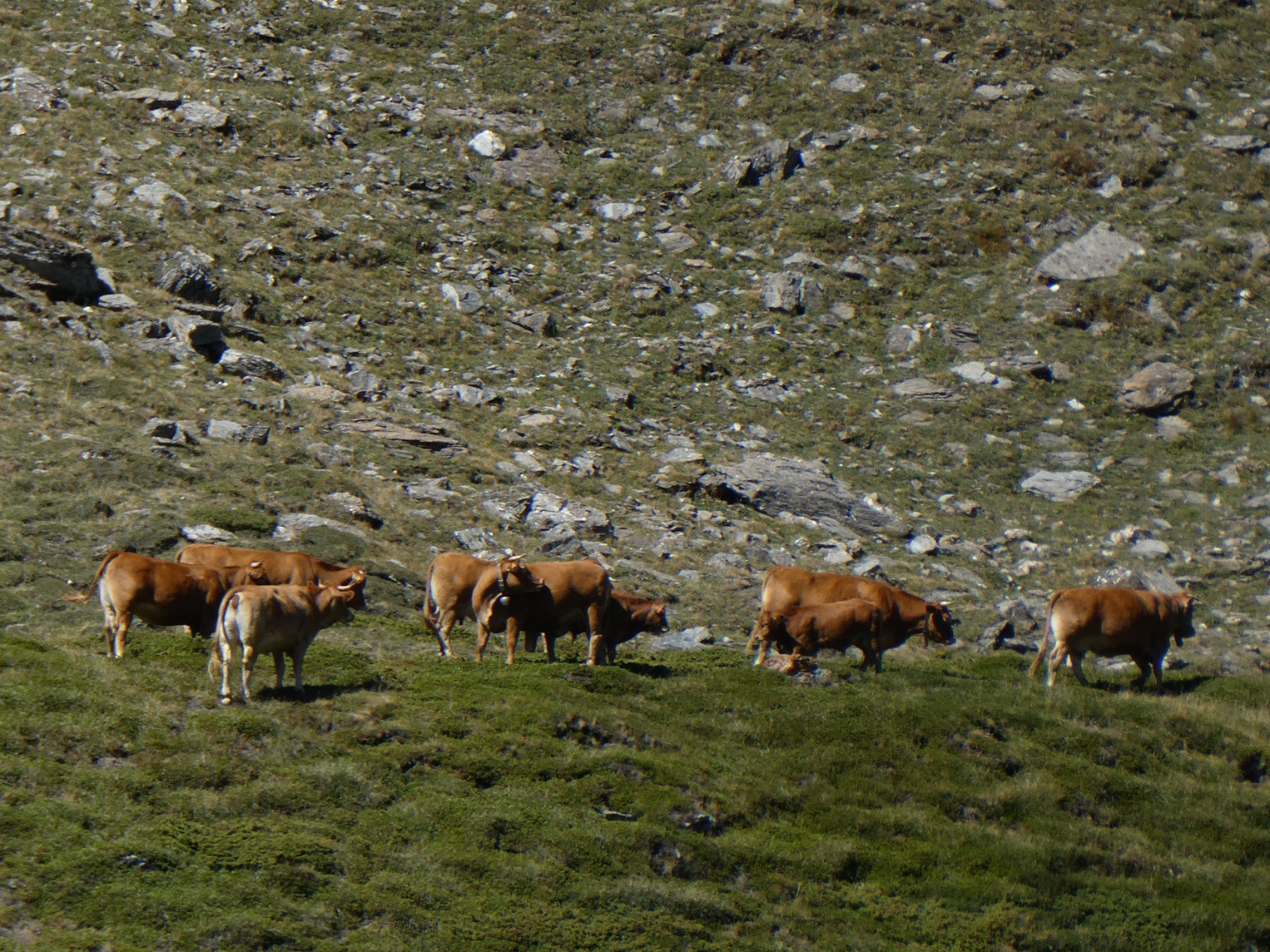 #2 Des vaches "sauvages" ! Des vaches \