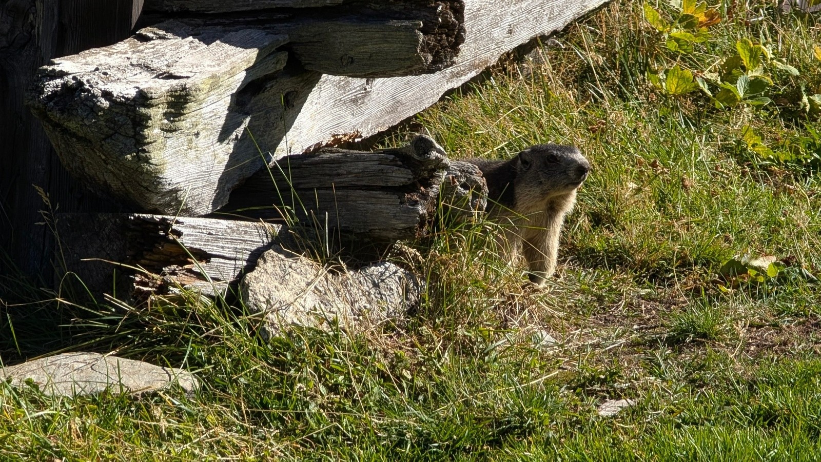#8 Une habitante quand même, marmotte bovine Une habitante quand même, marmotte bovine