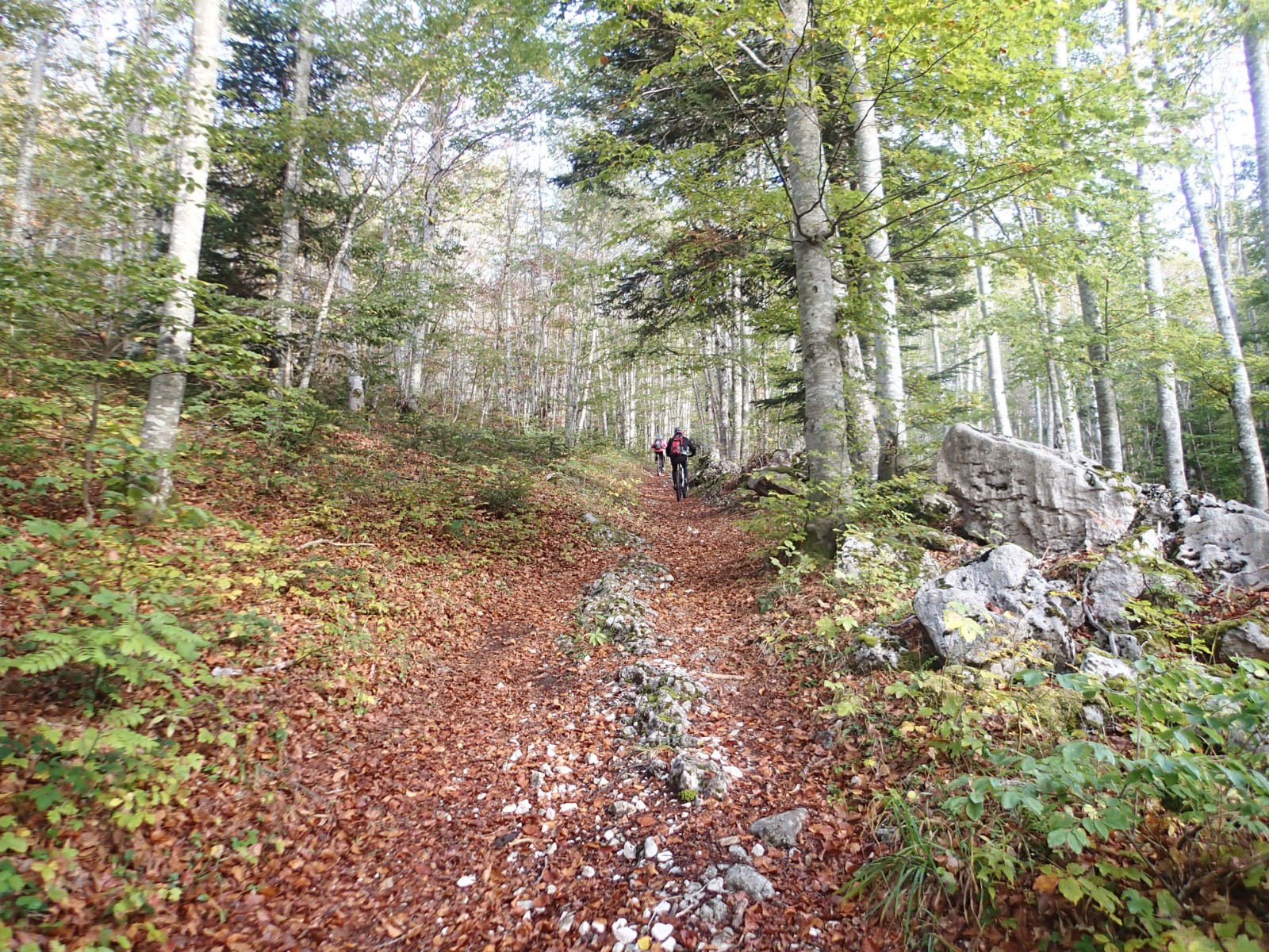Feuilles mortes à gogo !