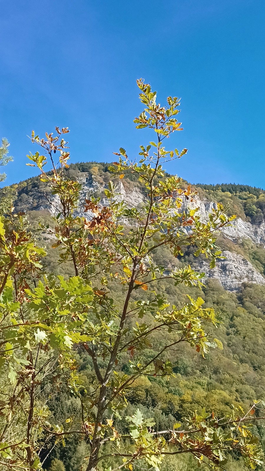 #6 Automne Automne