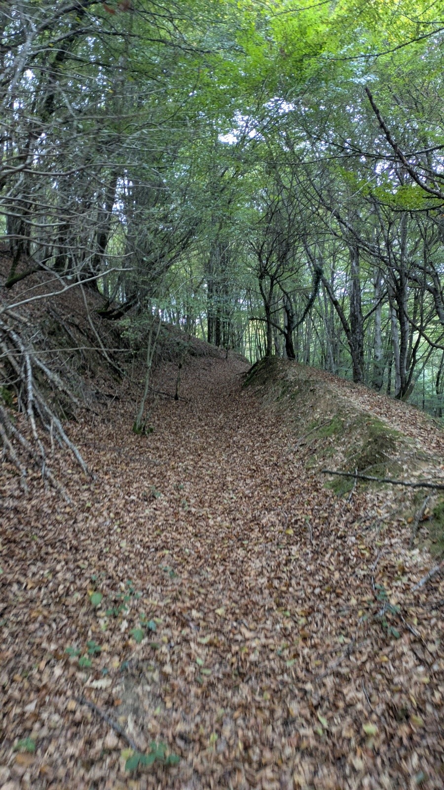 &nbsp;piste de montée bien feuillue