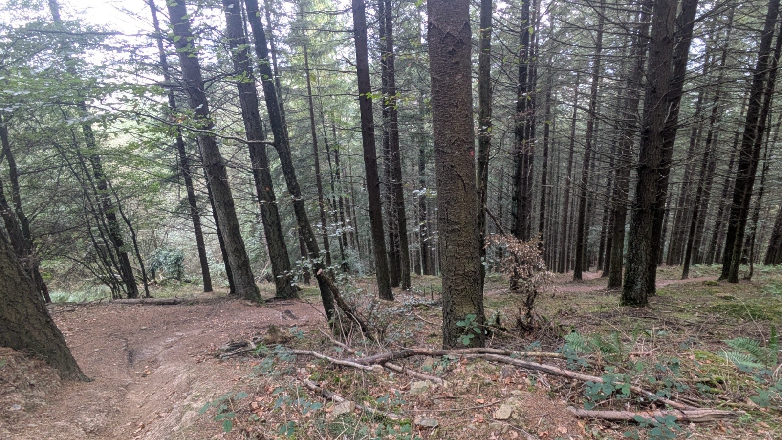 ça&nbsp; file dans cette forêt aérée&nbsp;