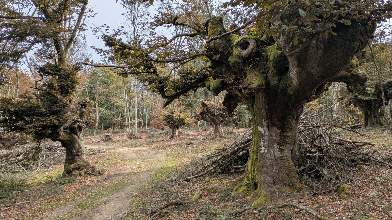 beaux arbres&nbsp;
