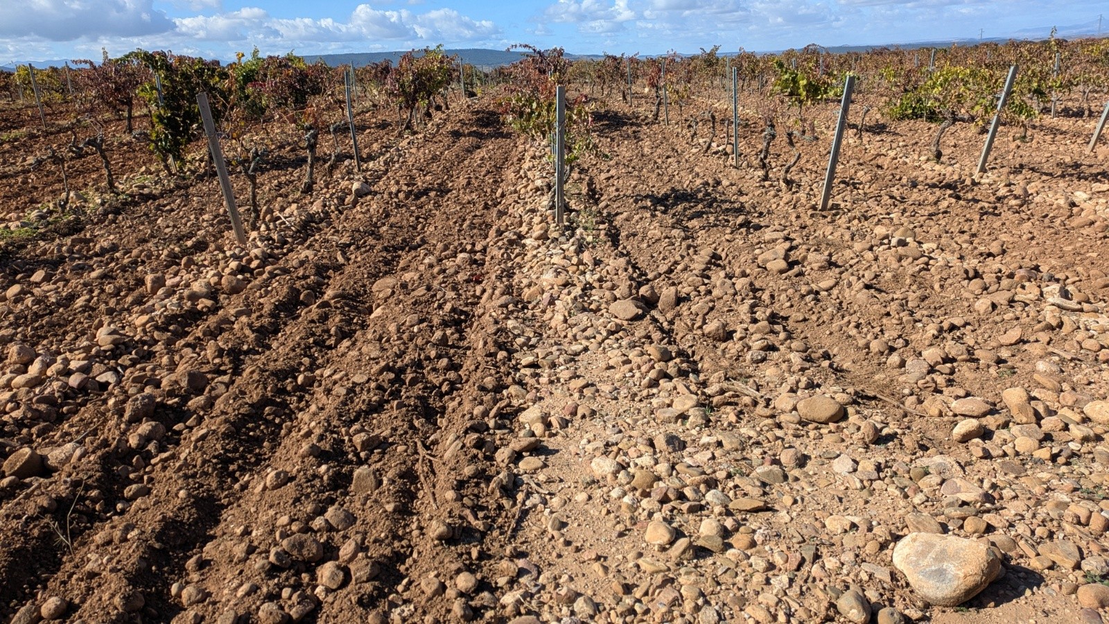 #13 plus de pierres que de terre pour la vigne plus de pierres que de terre pour la vigne