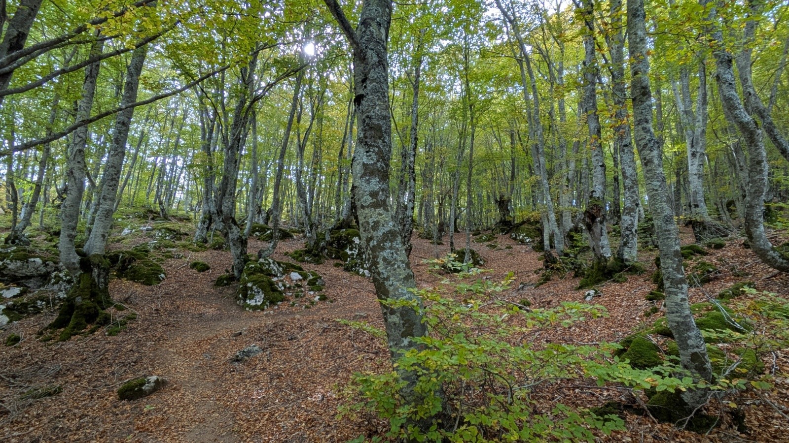 #19 remontée dans une belle forêt remontée dans une belle forêt