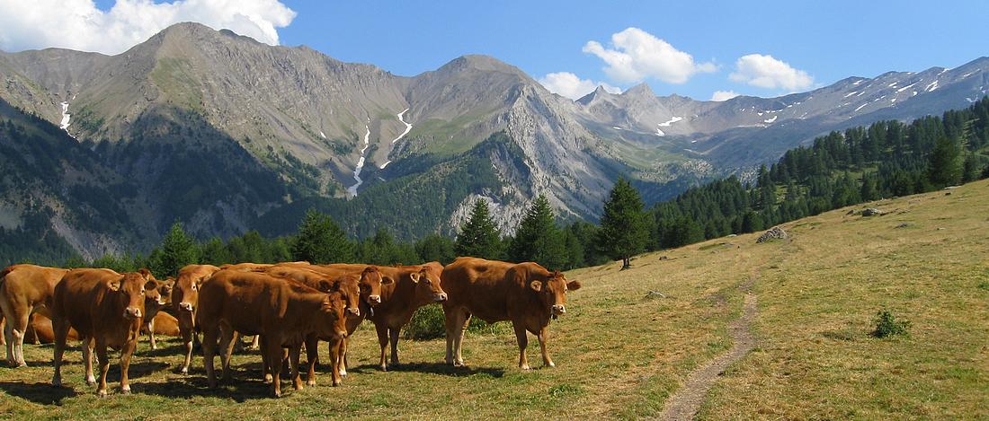 Plan de Gautier : et ses vaches curieuses