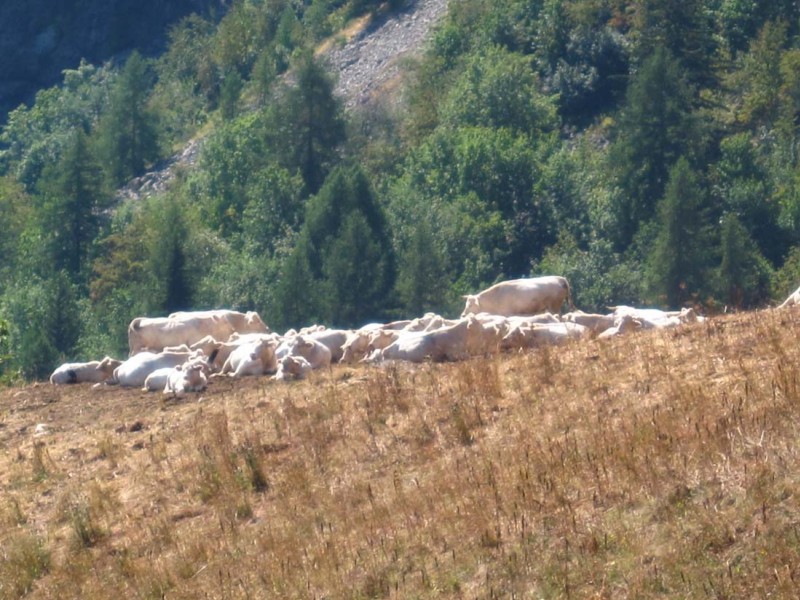 Les Cognets : Grégaires, tranquille, ça fait du bon lait, du bon fromage et de bonnes défonces du chemin