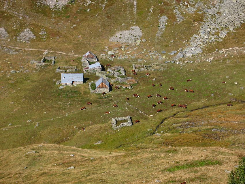 #18 Quirlies : Pastoralisme Quirlies : Pastoralisme